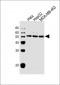 TERF2IP Antibody (C-term)